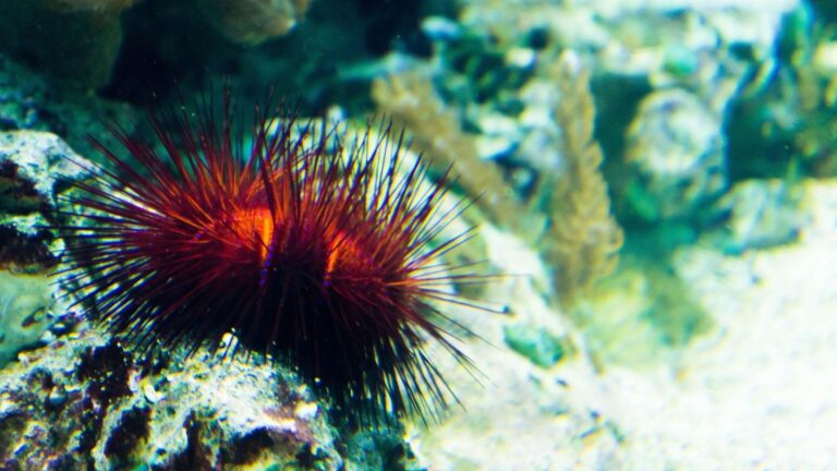 La UDC impulsa el proyecto europeo MAREST para proteger kelp y erizos de mar