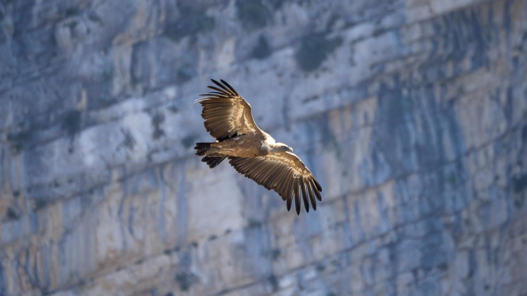 Corredores ecológicos que facilitan el retorno del quebrantahuesos en las montañas españolas
