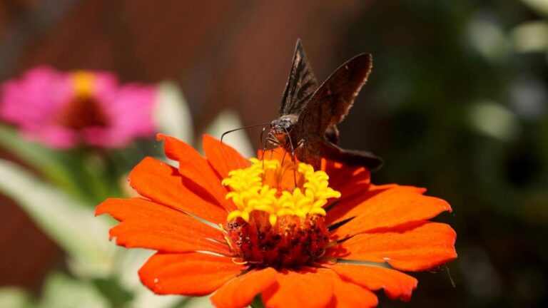 Insectos polinizadores en Barcelona: antigua cantera se convierte en refugio ecológico