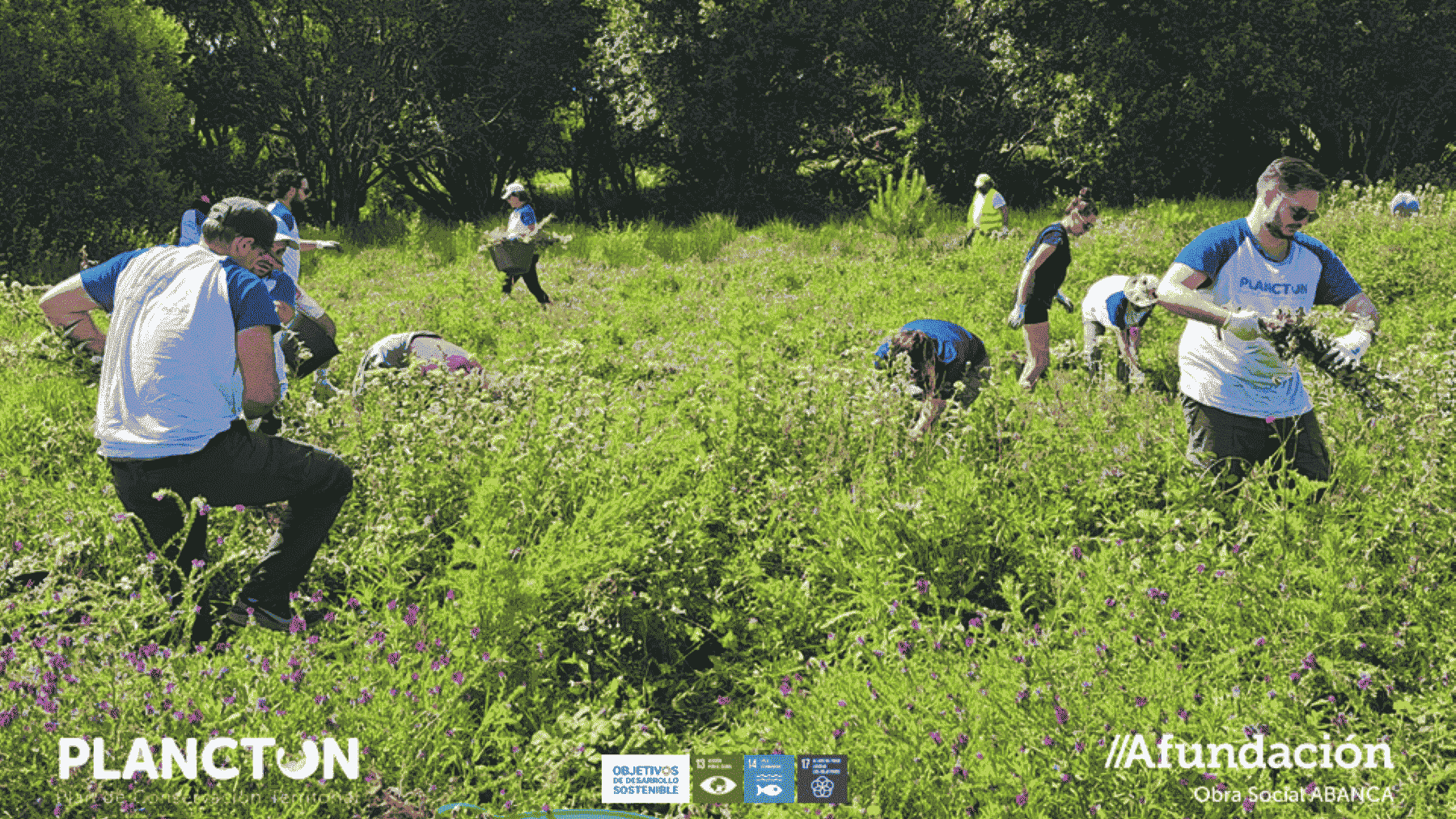 Voluntarios retiran una planta invasora y toneladas de basura en la isla de Ons, Galicia