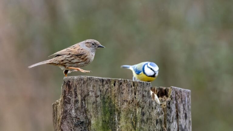 Consulta europea sobre las directivas de aves y hábitats