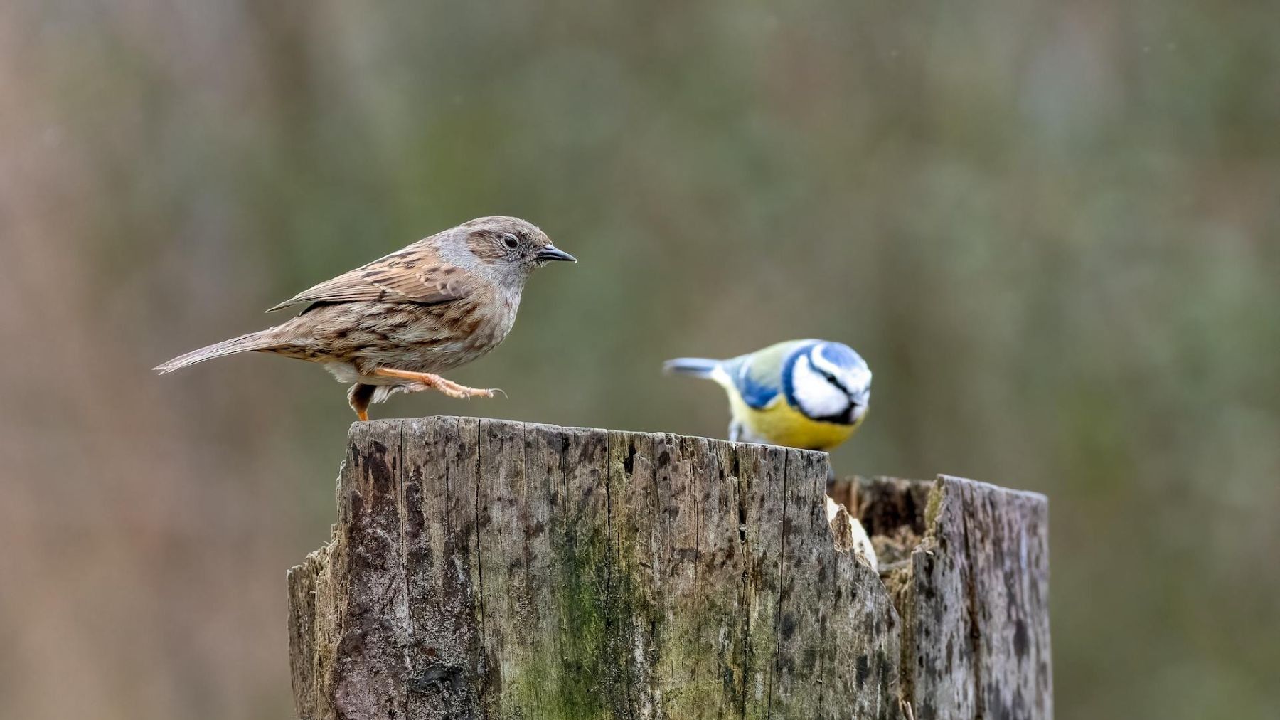 Consulta europea sobre las directivas de aves y hábitats