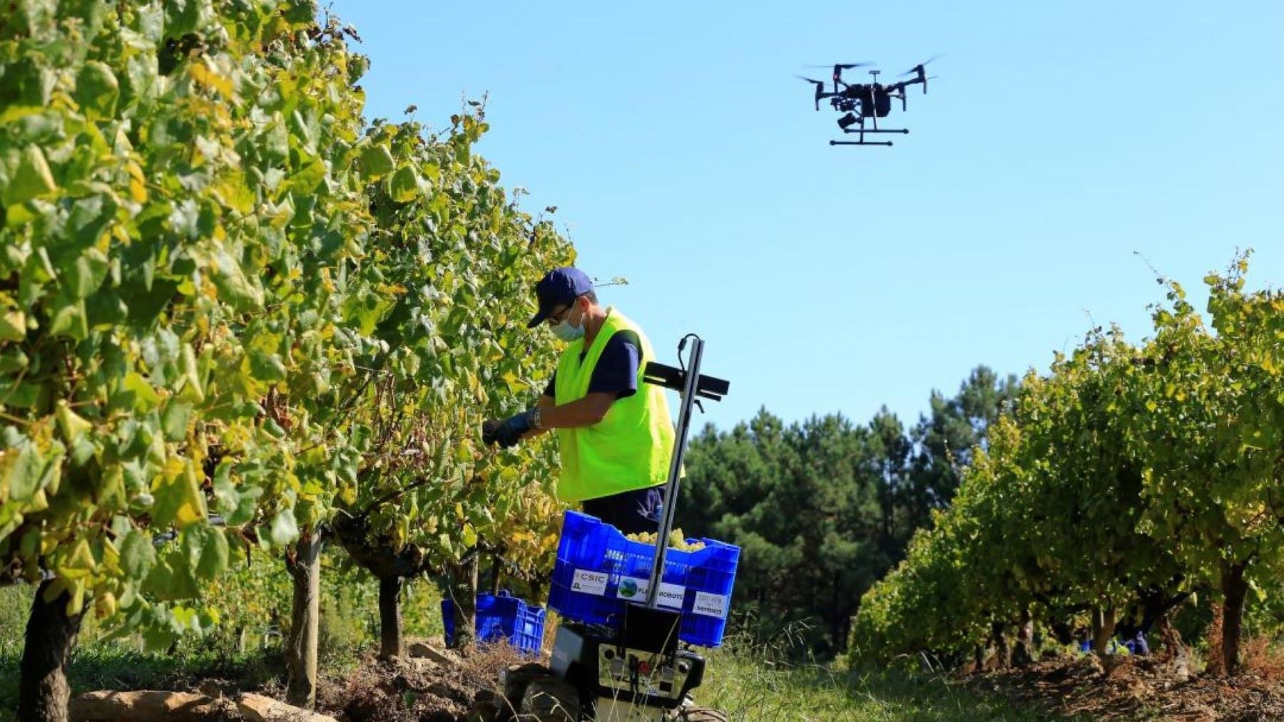 Robots agrícolas identifican plagas invisibles en el cultivo