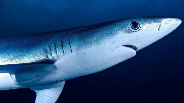 Tiburones en el Mediterráneo: refugios clave en Cataluña, Alicante y Almería