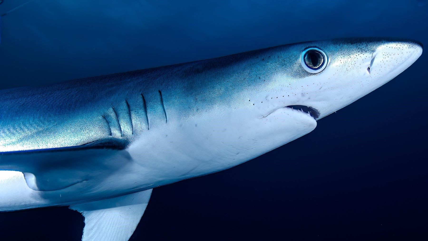 Tiburones en el Mediterráneo: refugios clave en Cataluña, Alicante y Almería