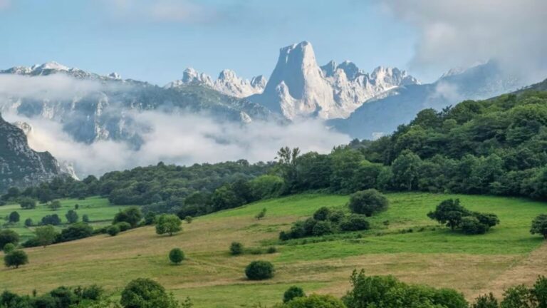 Plan de reforestación de Aragón 2024