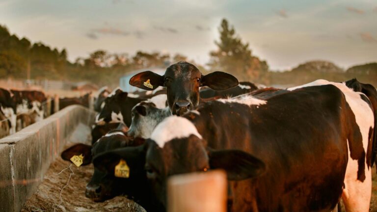 Las vacas identifican rostros y voces humanas conocidas