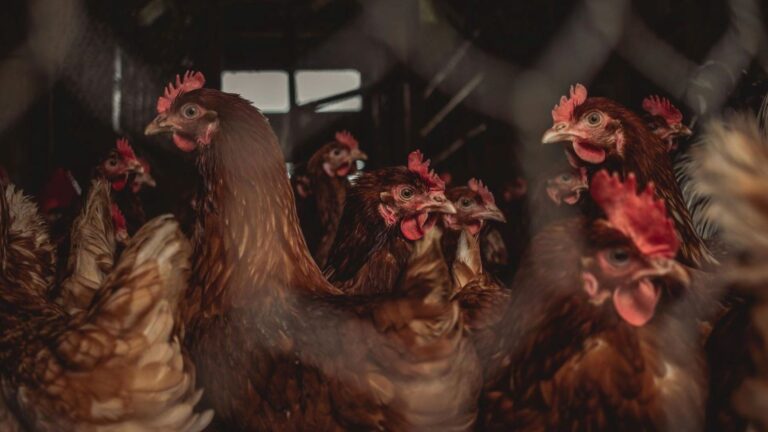 Alerta en el campo por la macrogranja avícola de 2 millones de gallinas en El Pobo