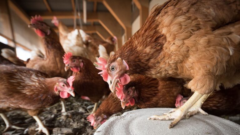 Protestas vecinales por la instalación de una macrogranja de gallinas en Turmiel