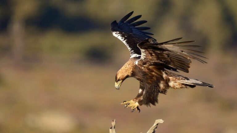 Descubren un águila imperial en peligro crítico con solo 17 parejas reproductoras restantes