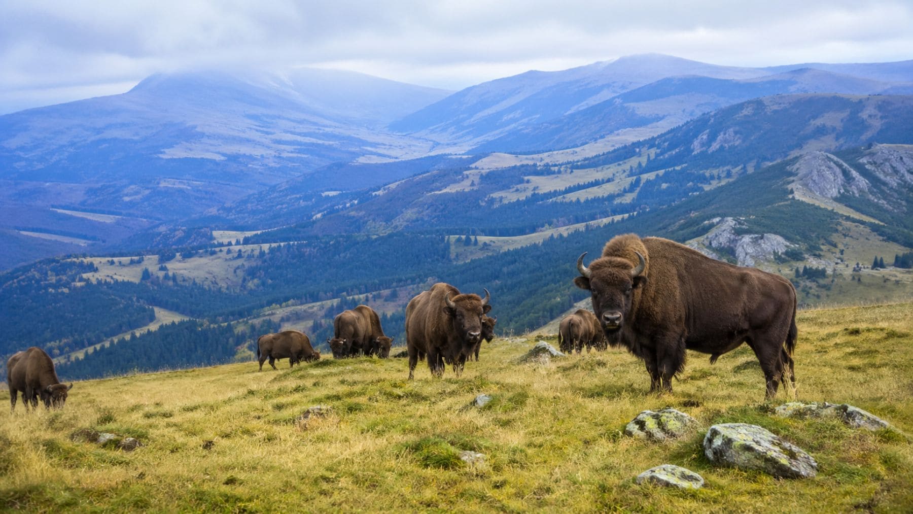 Los bisontes vuelven a las montañas de Rumanía tras dos siglos de extinción