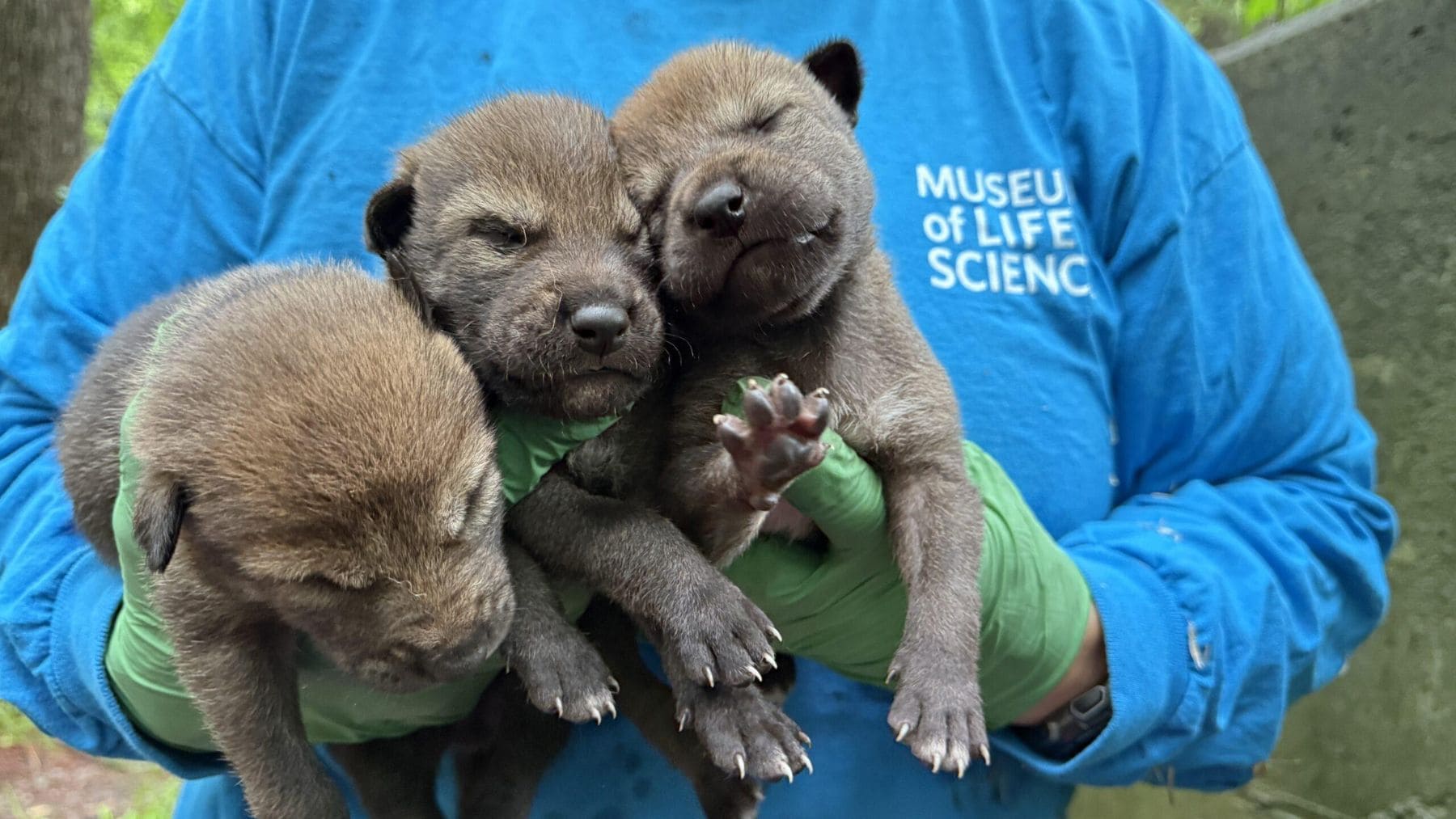 Biólogos celebran el nacimiento de cinco cachorros de lobo rojo, especie en peligro crítico