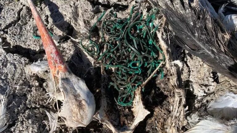 Encuentran en Doñana una cigüeña que ingirió 150 gomas elásticas