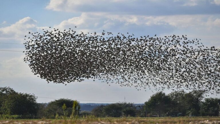 Día Mundial de las Aves Migratorias 2026 y su crucial rol en el equilibrio ecológico global