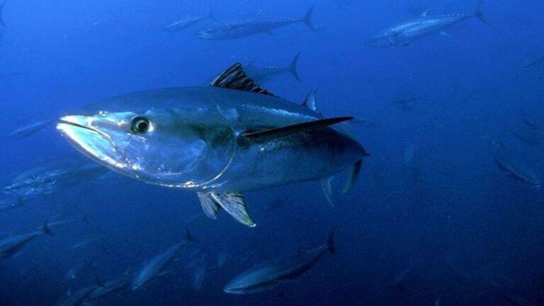 Día Mundial del Atún 2026 y la sostenibilidad en la pesca que beneficia a esta especie vital