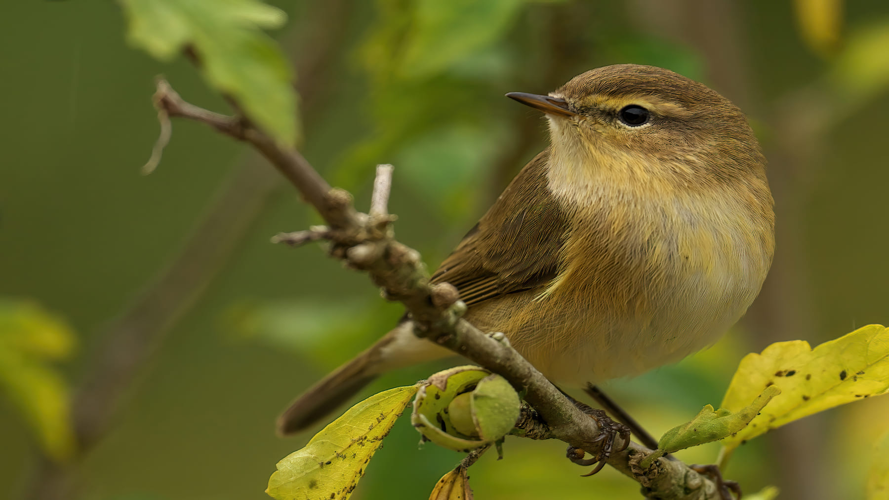 Denuncian la presión de lobbies para reducir la protección de aves y hábitats en la UE