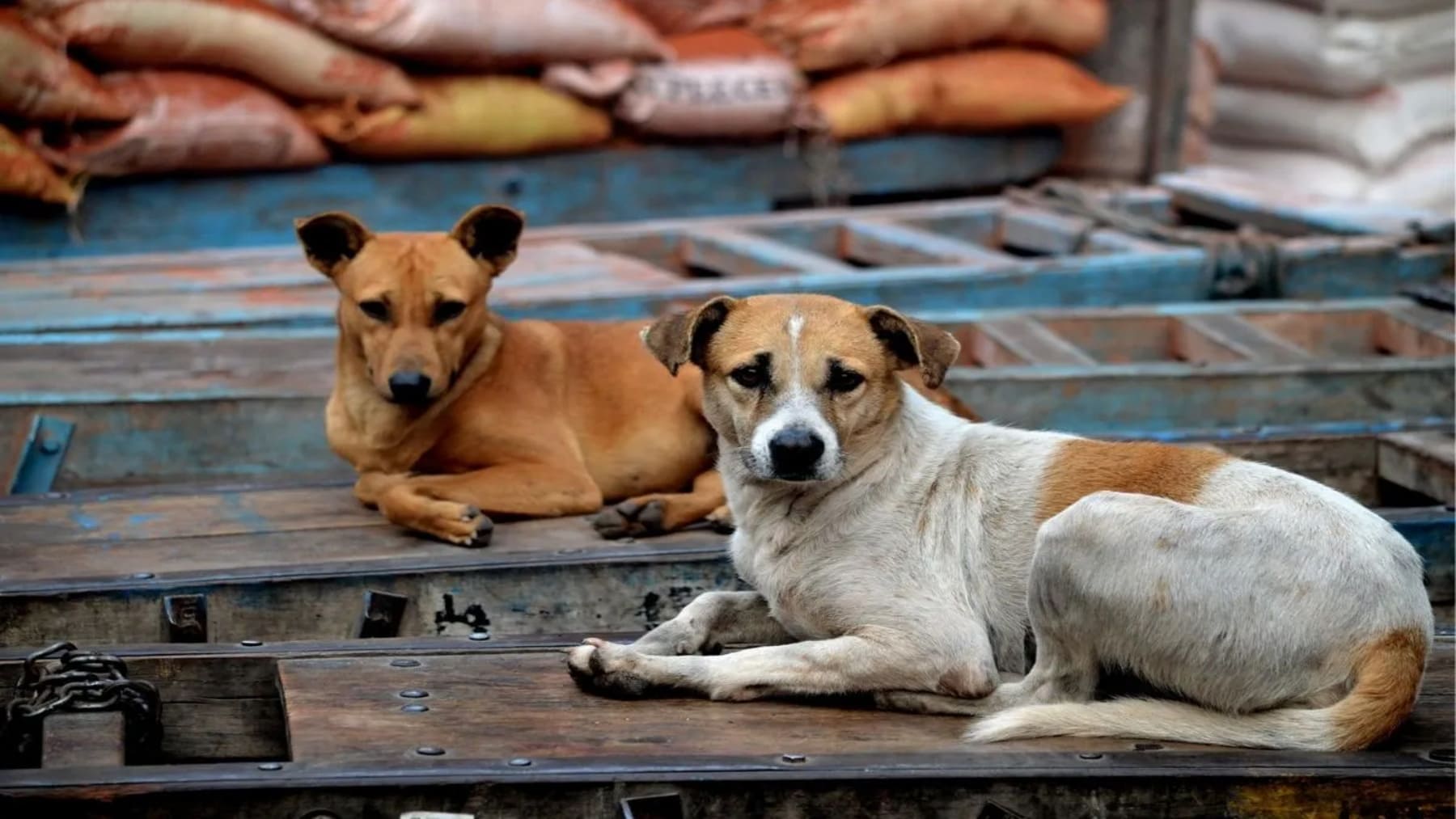 La eutanasia de perros callejeros en India reaviva el debate sobre los derechos de los animales