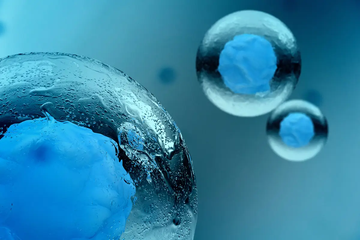 La interacción entre el núcleo del espermatozoide y el óvulo es esencial para el desarrollo