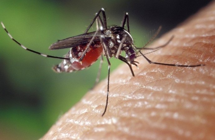 Archivo - Mosquito tigre