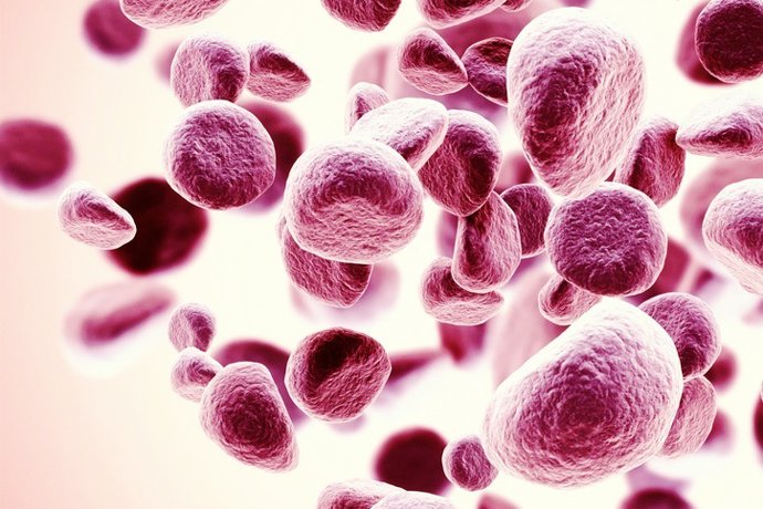 Archivo - Red blood cells