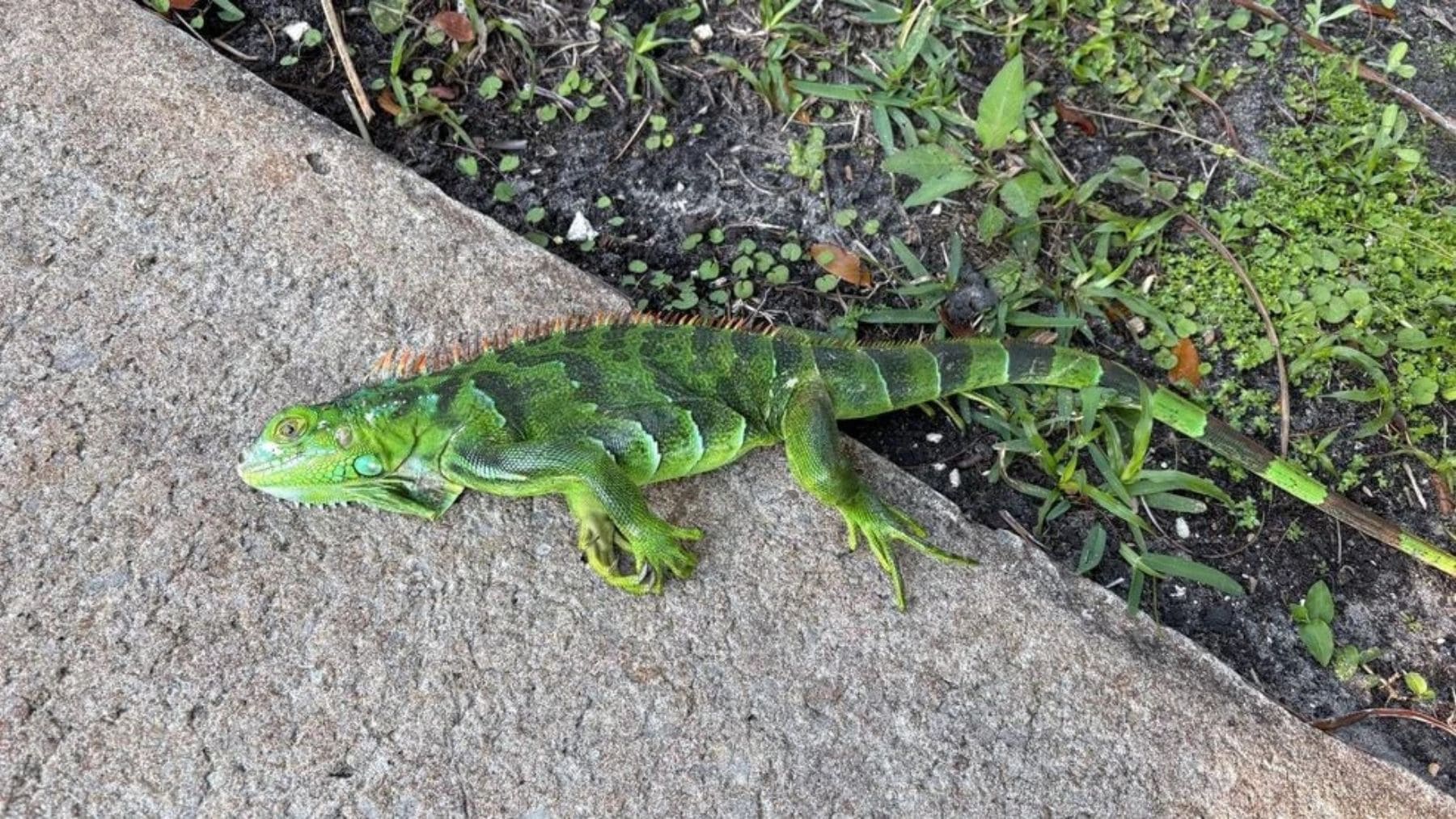 Iguanas congeladas caen de los árboles en Florida por la ola de frío más intensa en 35 años