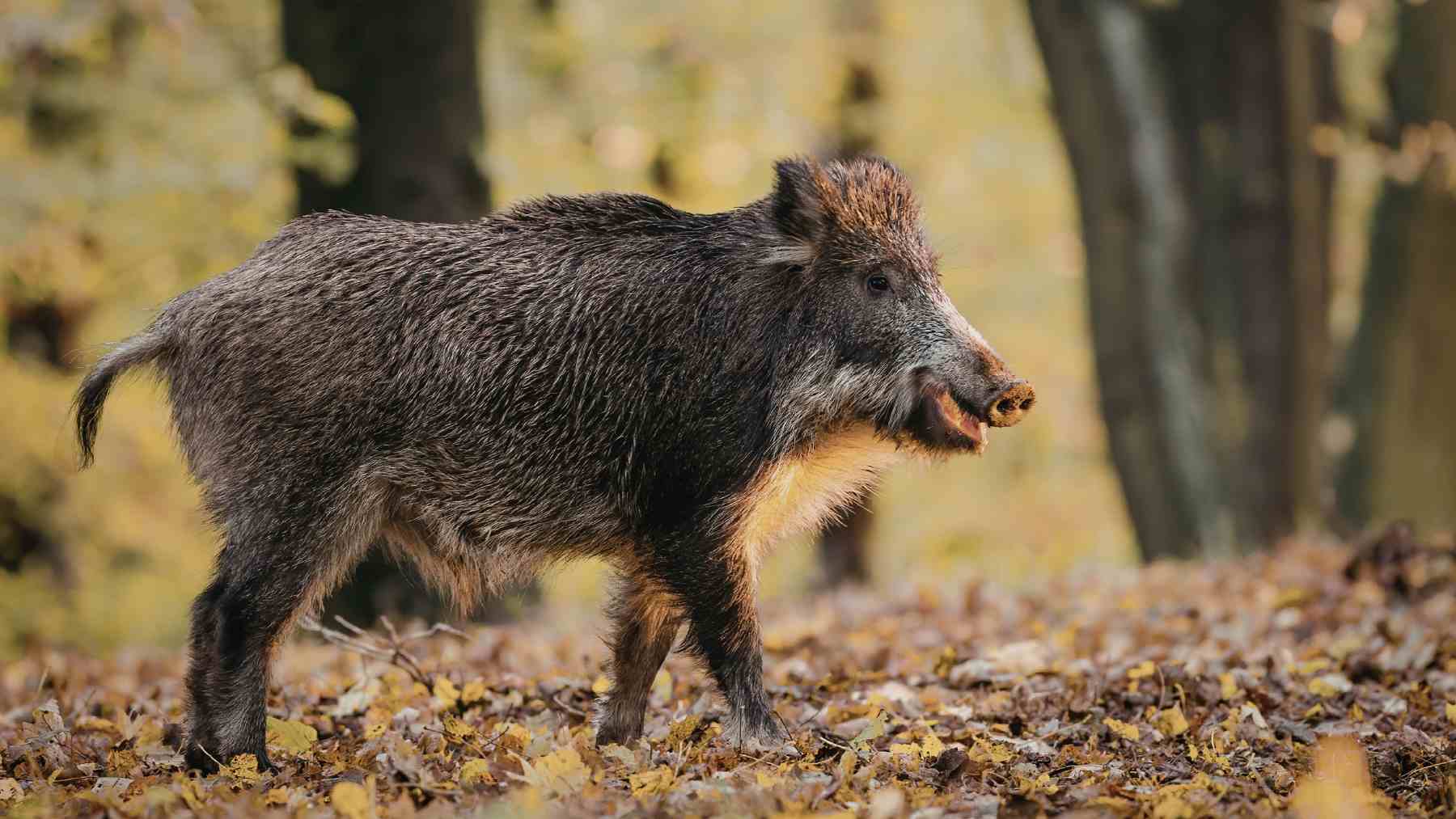 Los jabalíes dañan el subsuelo en bosques protegidos de EE UU, según estudios científicos