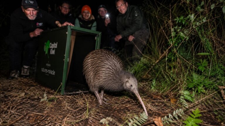 Los kiwis regresan a la capital de Nueva Zelanda tras más de un siglo de ausencia
