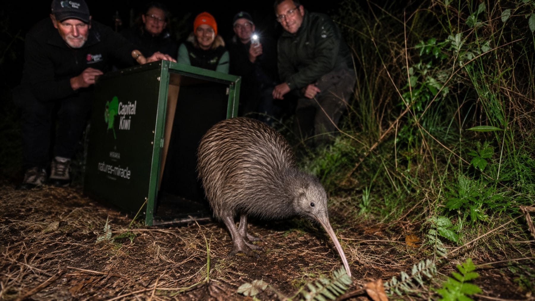 Los kiwis regresan a la capital de Nueva Zelanda tras más de un siglo de ausencia
