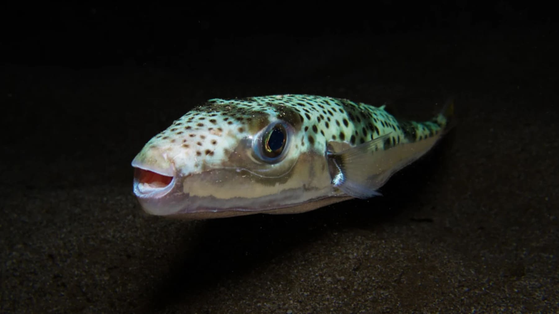 La psilocibina disminuye la agresividad en peces sin afectar su interacción social según estudio