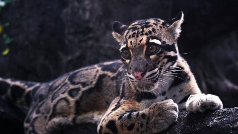 Cámaras de seguridad revelan comportamiento inédito de un raro depredador de la selva
