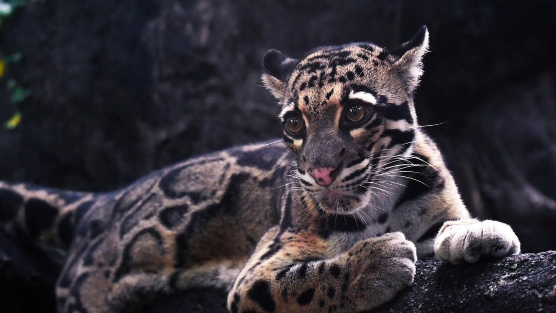 Cámaras de seguridad revelan comportamiento inédito de un raro depredador de la selva