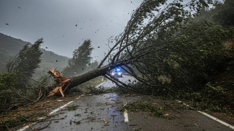 El exceso de madera en los bosques del Ripollès inquieta a los técnicos