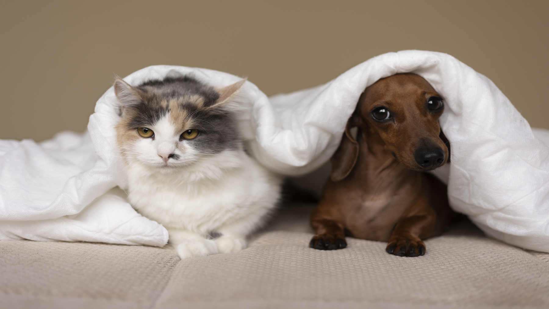 La UE establece medidas para proteger a perros y gatos del maltrato y la cría ilegal