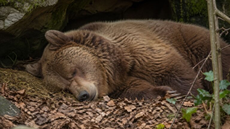 Liberado de una jaula, un oso vuelve a hibernar tras años sin poder hacerlo