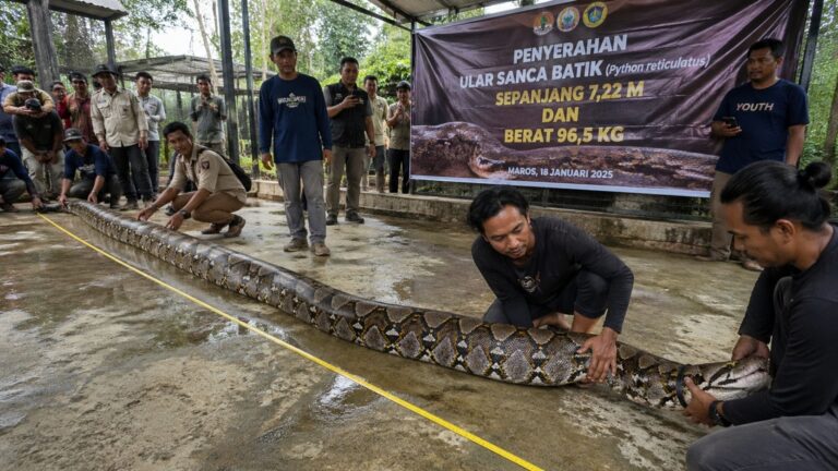 Rescatan en Indonesia a la serpiente salvaje más larga del mundo, confirman biólogos