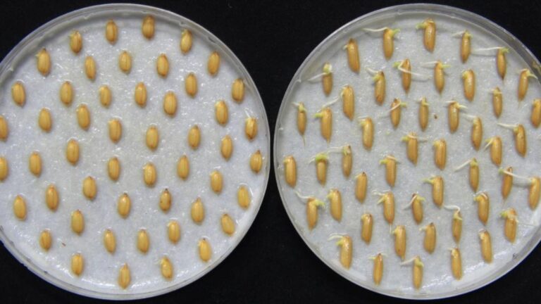 Investigaciones revelan que las plantas detectan el sonido de la lluvia para fomentar su crecimiento