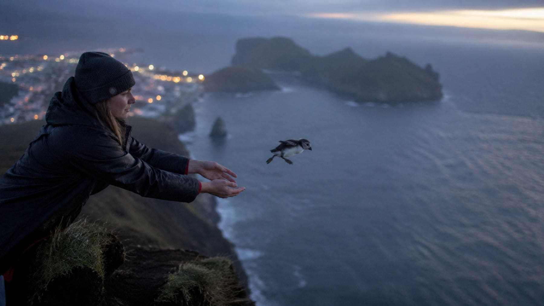 la inquietante práctica en los acantilados de islandia: biólogos celebran el destino de aves en