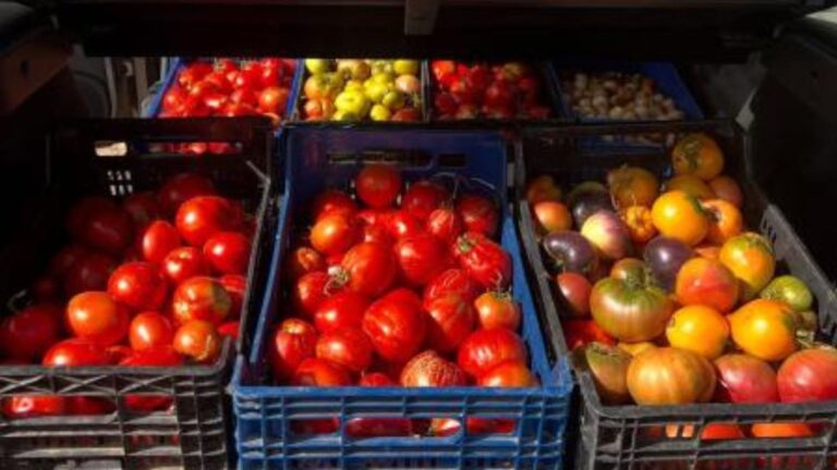 Un agricultor español recupera semillas antiguas y logra tomates con el sabor de antaño