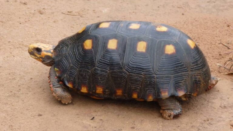 Rescate urgente de una tortuga de patas rojas en peligro en una olla