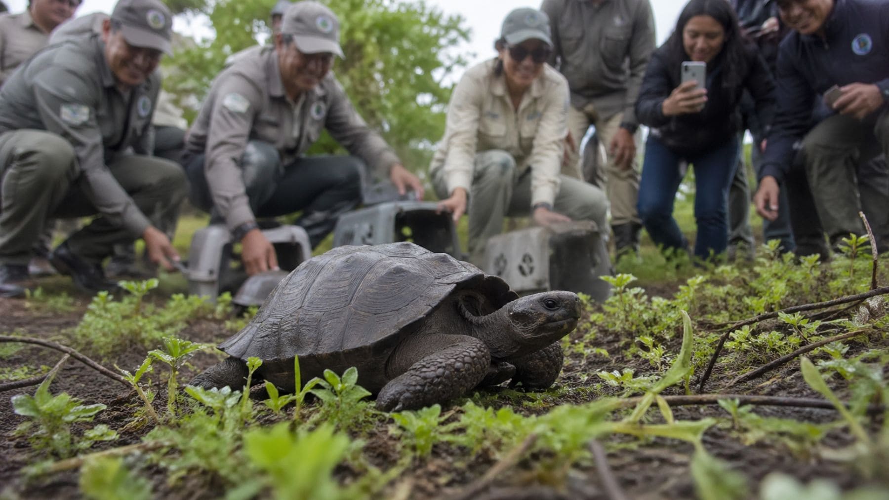 El emocionante regreso de las tortugas gigantes a Galápagos tras siglo y medio de ausencia