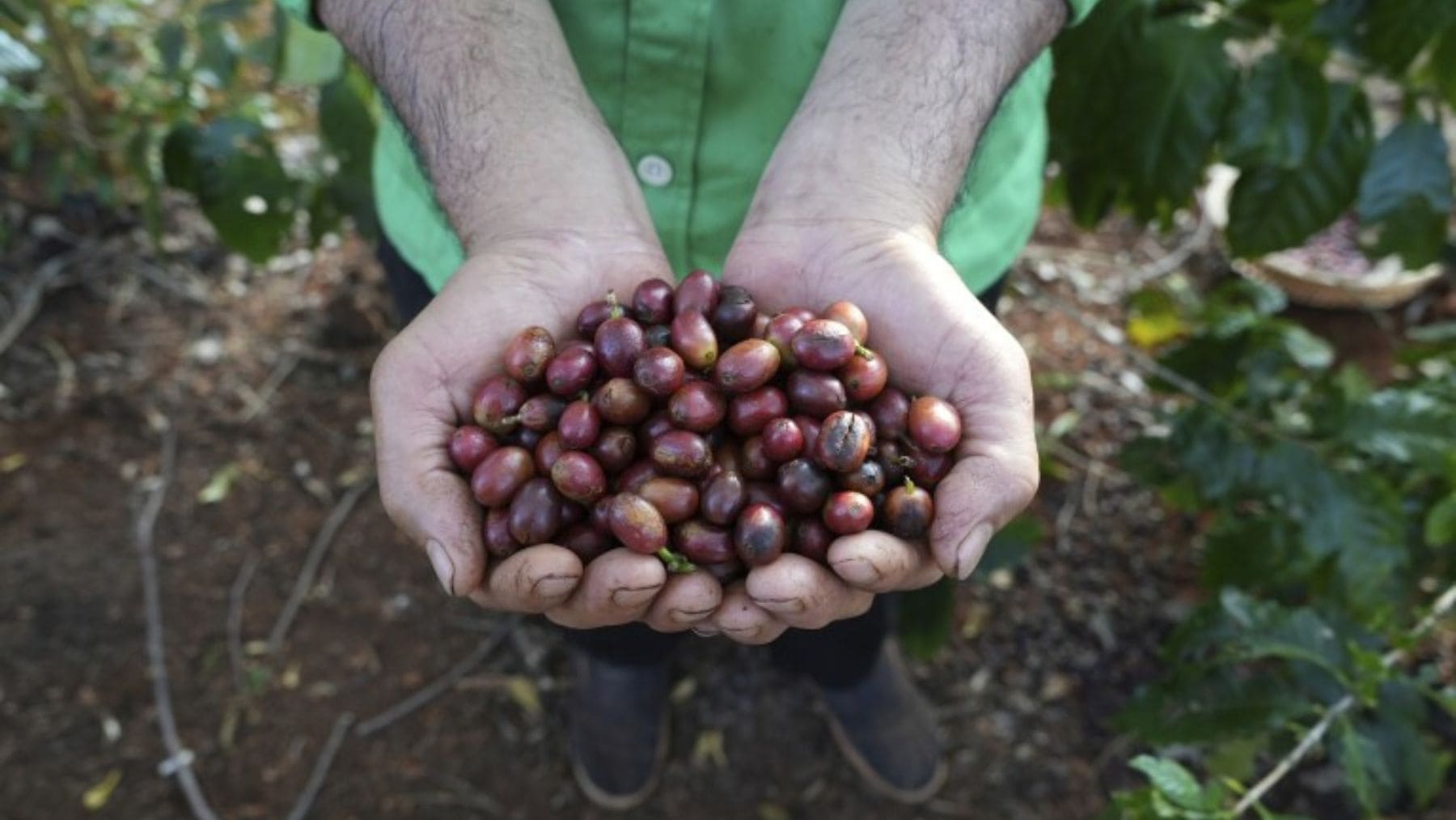 La UE avanza en la lucha contra la deforestación: el café deberá ser sostenible para ingresar a