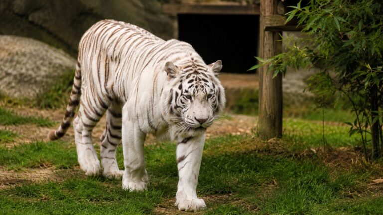 España y Portugal firman un acuerdo histórico: el último tigre de circo de Portugal queda en