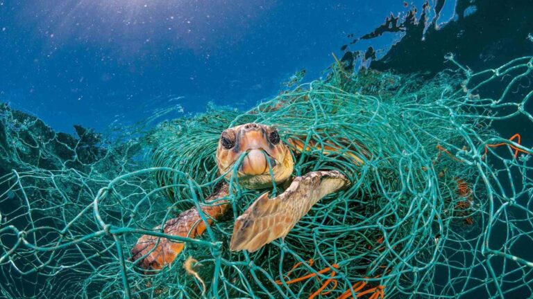 Los varamientos de tortugas marinas en el Estrecho de Gibraltar preocupan a los ecologistas