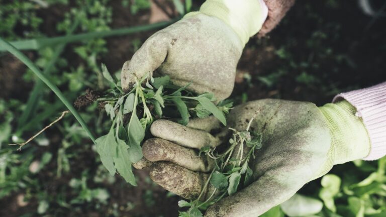 Europa cuestiona la agricultura regenerativa y advierte sobre el greenwashing