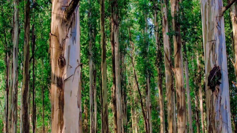 Asturias se opone al eucalipto y demanda una política forestal de especies autóctonas