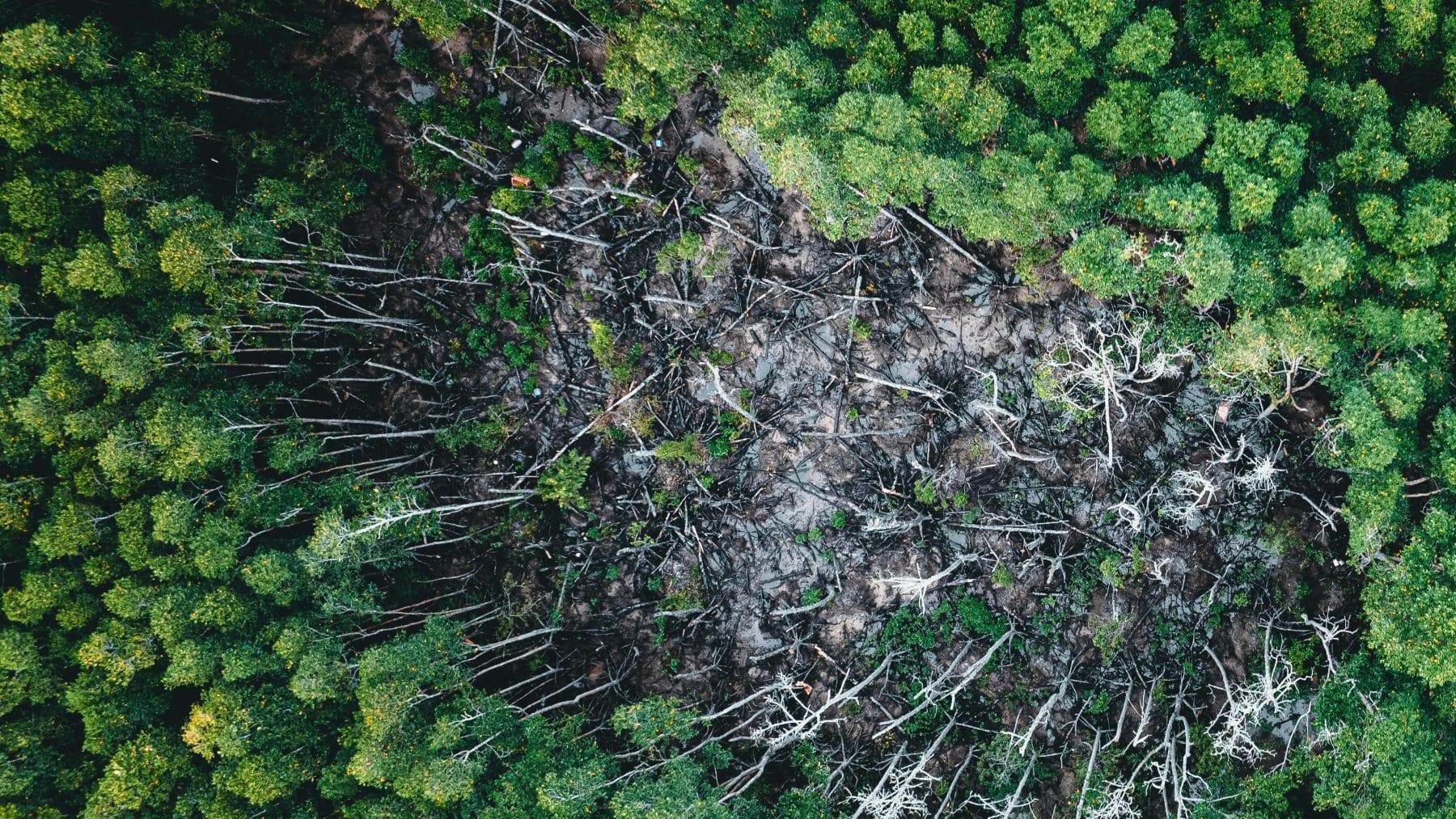 Brasil registró en 2025 menos de un millón de hectáreas de vegetación nativa perdida por