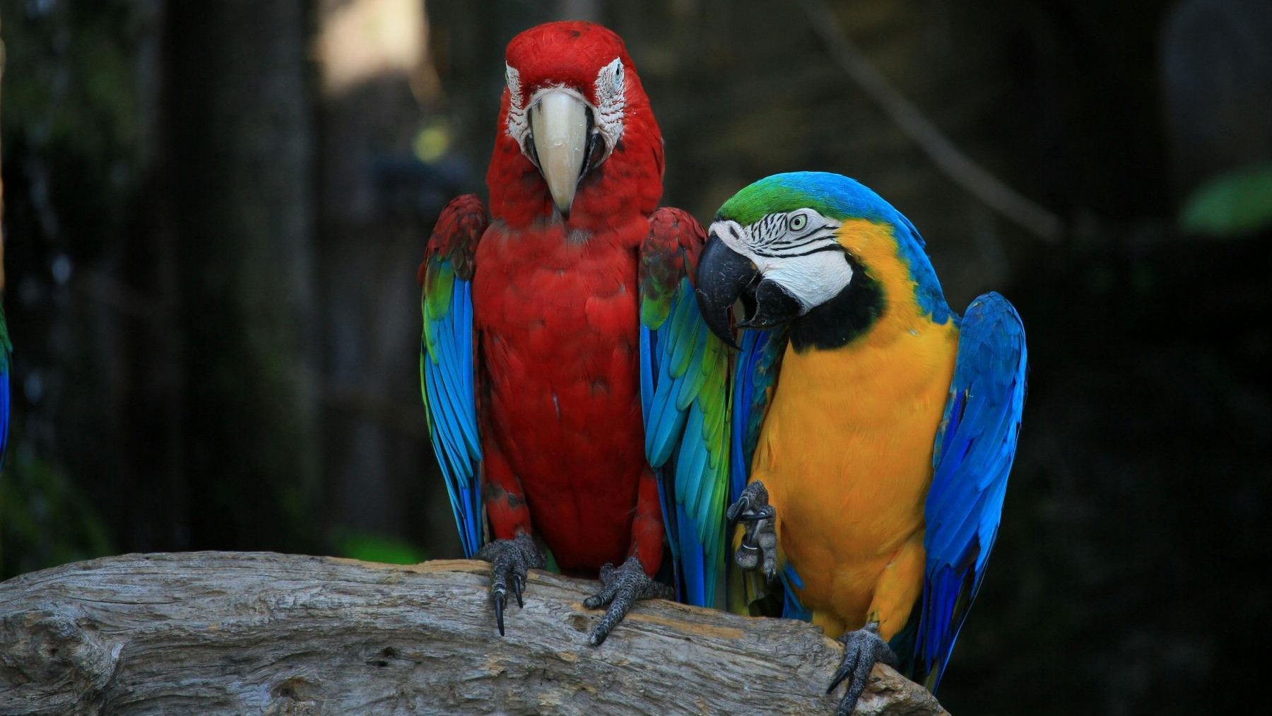 Día Mundial del Loro 2026: inteligencia, memoria y amenazas de extinción