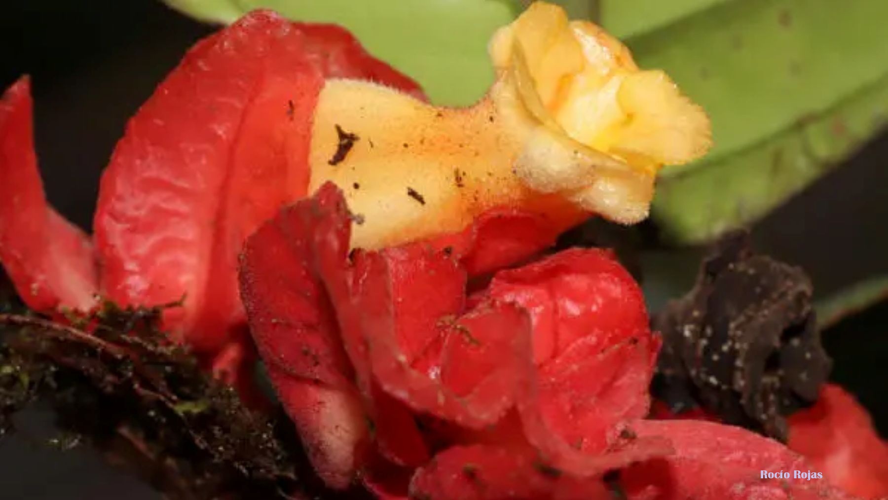 Perú encuentra una planta amazónica con flores amarillas y hojas rojas extraordinarias