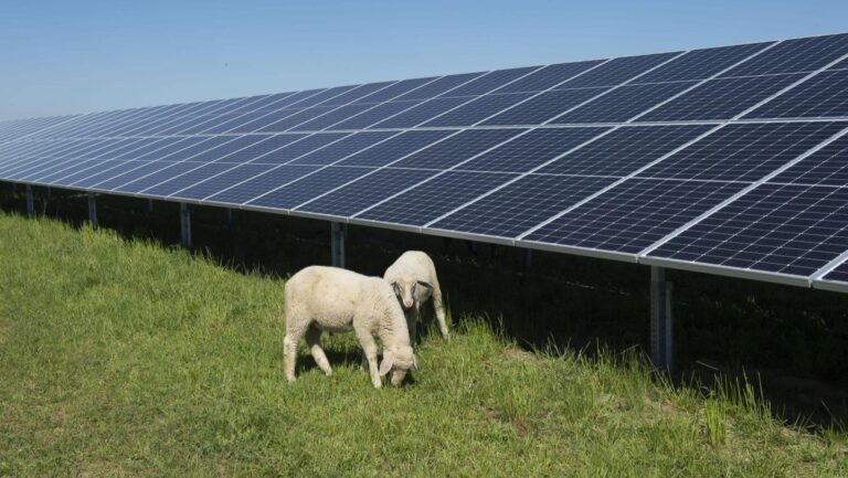 La energía solar fotovoltaica es esencial para combatir el cambio climático y disminuir CO