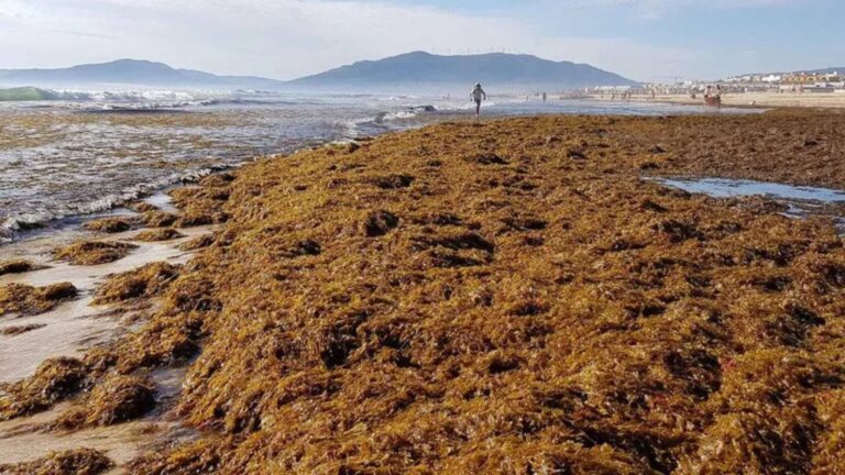 Alerta ecológica en España: 7 playas amenazadas por el alga asiática en Andalucía